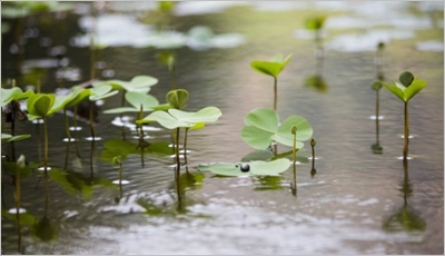 科学研究テーマ㊺植物の浄化力：水草を使った水質浄化の実験